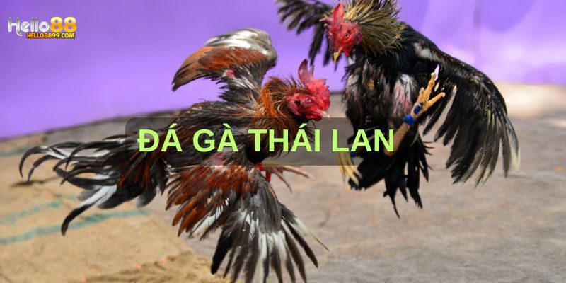 đá gà thái lan