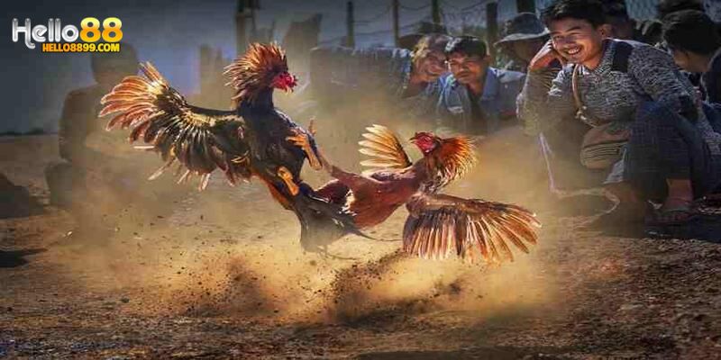 Người chơi phải bình tĩnh khi tham gia cá cược đá gà