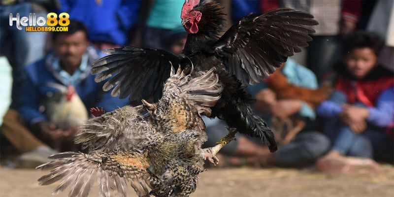Đá gà Tứ Hùng thu hút ngày càng nhiều người chơi