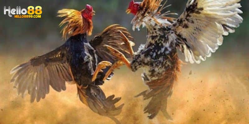 Xem tướng tá gà chiến để đặt cược chính xác